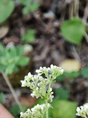 Galium broterianum