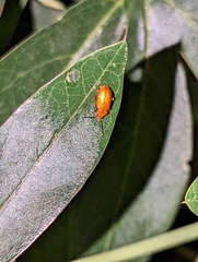Disonycha discoidea