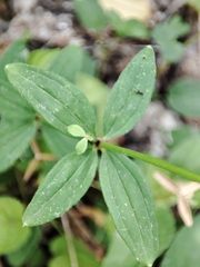 Galium broterianum