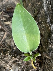 Hosta sieboldii