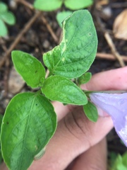 Angiospermae