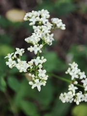 Galium broterianum