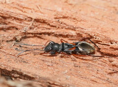 Daerlac cephalotes