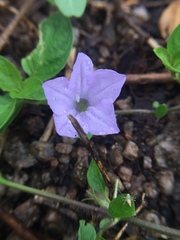 Angiospermae