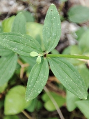 Galium broterianum