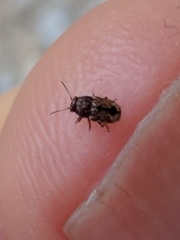 Pachybrachis hepaticus