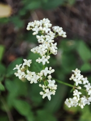 Galium broterianum