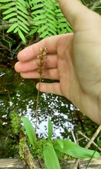 Platanthera clavellata