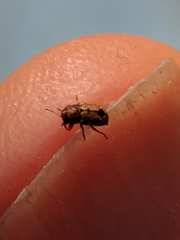 Pachybrachis hepaticus