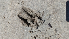 Odocoileus hemionus sitkensis