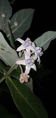 Calotropis gigantea