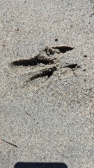 Odocoileus hemionus sitkensis