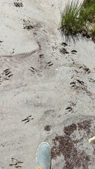 Odocoileus hemionus sitkensis