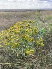 Euphorbia stepposa