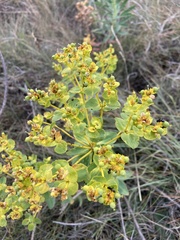 Euphorbia stepposa