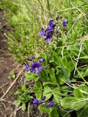 Veronica grandiflora