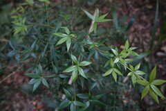 Alyxia ruscifolia ruscifolia