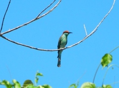 Merops americanus