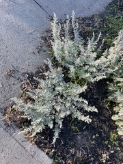 Artemisia