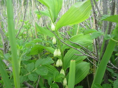 Polygonatum odoratum maximowiczii