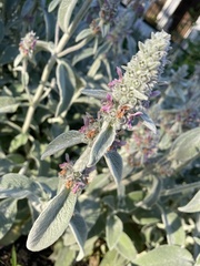 Stachys byzantina