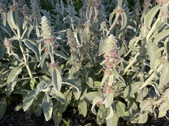 Stachys byzantina