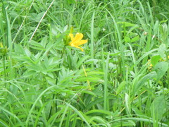 Hemerocallis middendorffii