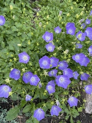 Campanula