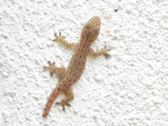 Hemidactylus parvimaculatus