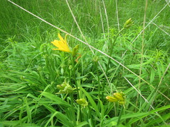 Hemerocallis middendorffii