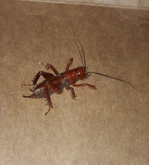 Cratomelus armatus