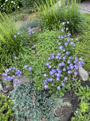 Campanula