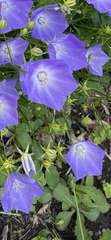 Campanula