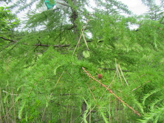 Larix gmelinii