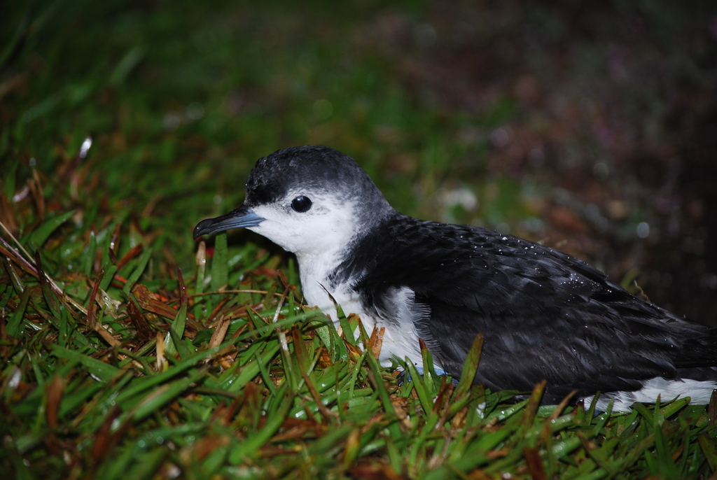 Little Shearwater photo