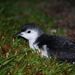 Little Shearwater - Photo (c) nathan_lightbourne, some rights reserved (CC BY-NC), uploaded by nathan_lightbourne