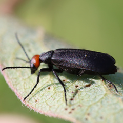 Epicauta atrata