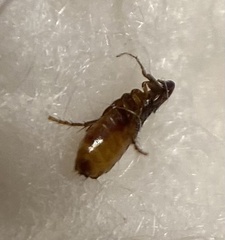 Ctenocephalides canis