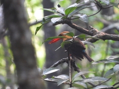 Pelargopsis amauroptera