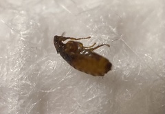 Ctenocephalides canis