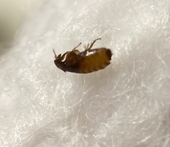 Ctenocephalides canis