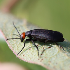 Epicauta atrata