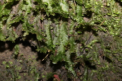 Mesochaete undulata