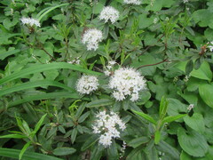 Rhododendron hypoleucum
