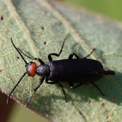 Epicauta atrata