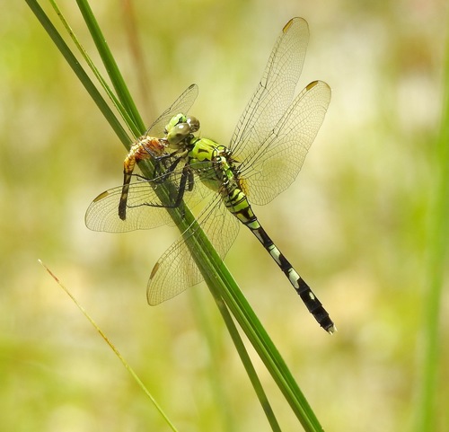 Eastern Pondhawk photographed in Florida