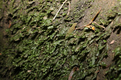 Image of Mesochaete undulata by (c) Greg Tasney, some rights reserved (CC BY-SA)