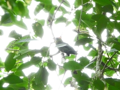 Psilopogon mystacophanos