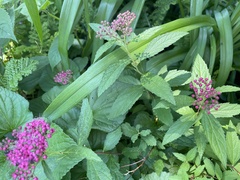 Spiraea japonica