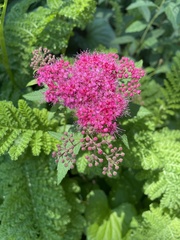 Spiraea japonica
